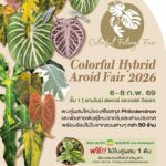 กลับมาอีกครั้ง Colorful Foliage #7 งาน Colorful Hybrid Aroid Fair 2026   ชวนช้อปชมโชว์ความงดงามไม้ใบไม้ด่าง 6-8 ก.พ.นี้ ที่เดอะไนน์ เซ็นเตอร์ พระราม 9