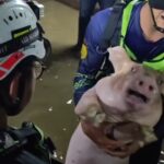 บุรีรัมย์ ระทึกกลางดึกกู้ภัย ขนย้ายหมู 40 ตัวทางเรือหนีน้ำท่วม