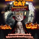 ทาสแมวห้ามพลาด! พาราไดซ์ เพลส เสิร์ฟความฟินรับฮาโลวีน จัดประกวดแมวนานาชาติ “MEOW LOWEEN CAT”